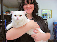 Ask Sam the Cat Groomer?